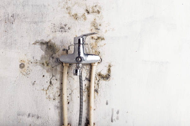 Best Mold Removal Process  in Lynnwood Pricedale, PA