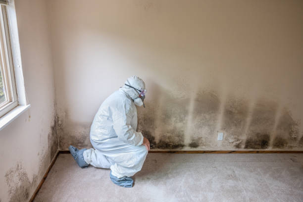 Best Fast Mold Removal  in Lynnwood Pricedale, PA