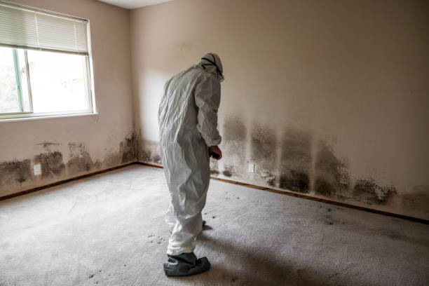 Certified Mold Removal in Lynnwood Pricedale, PA