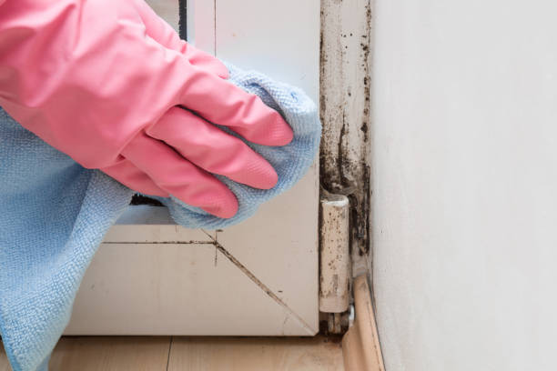 Best Mold Removal Specialists  in Lynnwood Pricedale, PA