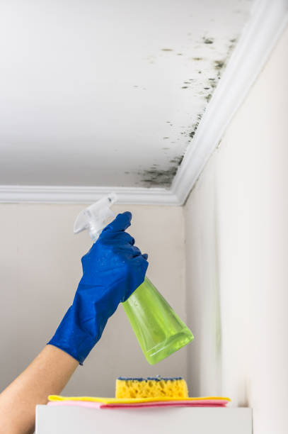 Best Emergency Mold Removal  in Lynnwood Pricedale, PA